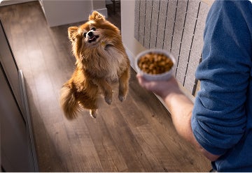 Small brown dog on hind legs, excited by a bowl of dog food above
