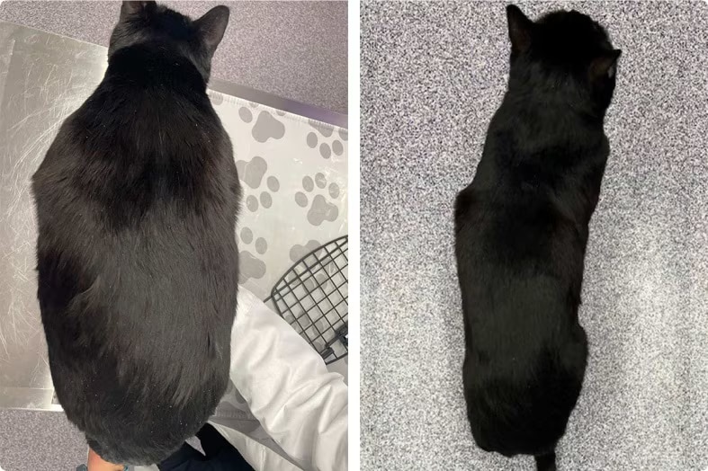 Calypso loss weight testimonial